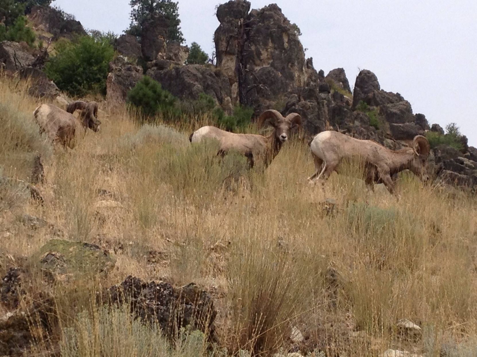 Bighorns